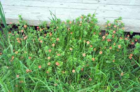 ground cover