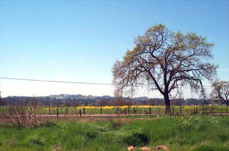 Sebastopol hills, mustard fields