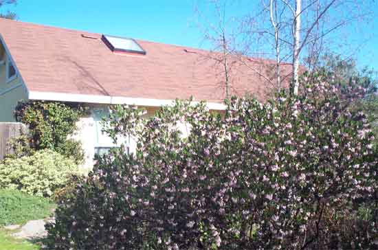 pink blossoms