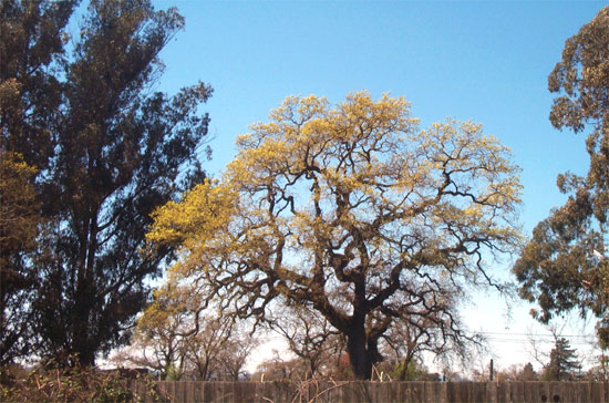 oak leaves