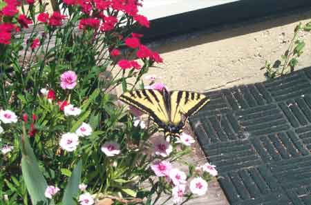 This butterfly was bigger than a hummingbird, but it didn't like the wind much, either.