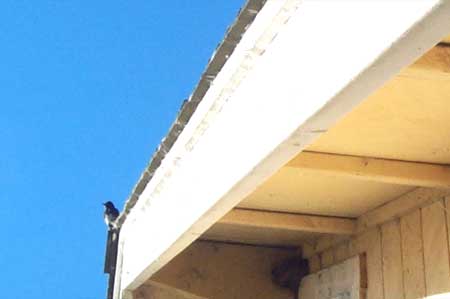 bird on roof, nest below