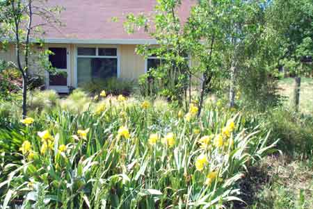 whole lotta yellow irises that I didn't plant