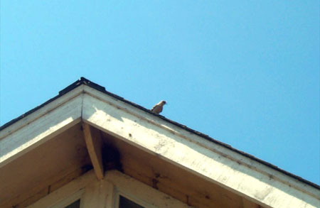 mockingbird on the roof