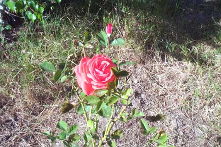 my red rose