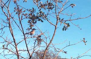 bird in tree