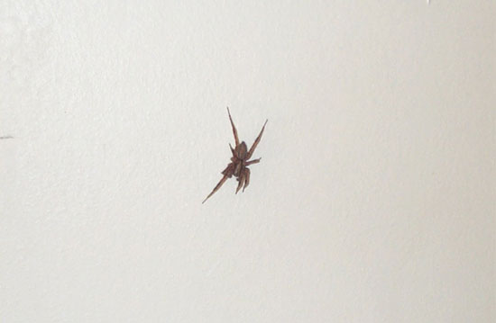 spider