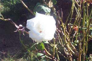 white rose