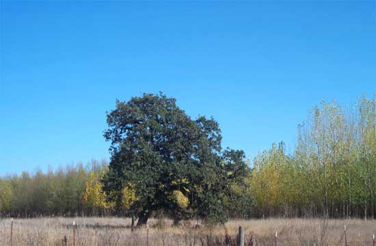 oak tree