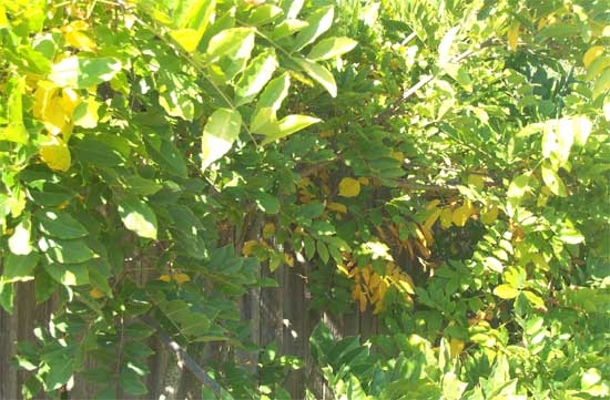 wisteria leaves