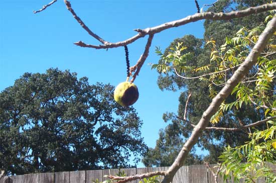 green walnut