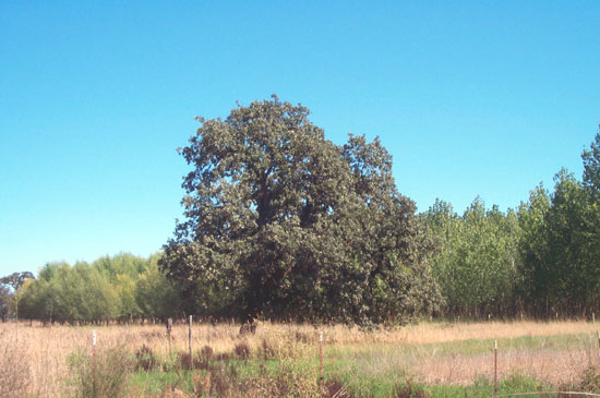 oak tree