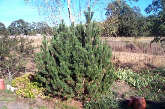 dwarf pine