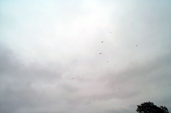 buzzards