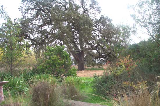 garden and oak