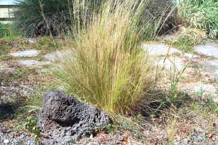 wild grass with rock