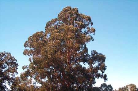 eucalyptus