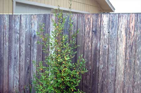 pussywillow in early fall