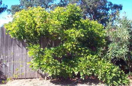 leaves are turning yellow