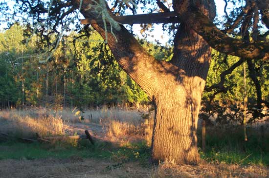 oak tree