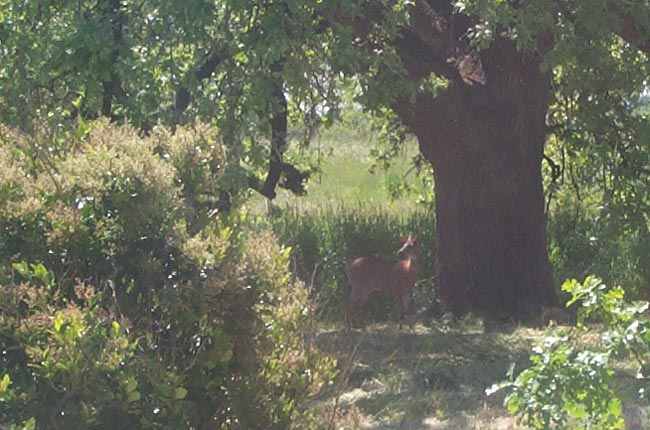 deer under the oak