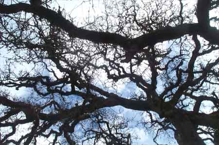 up through the oak tree