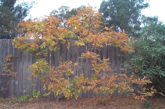 wisteria in November