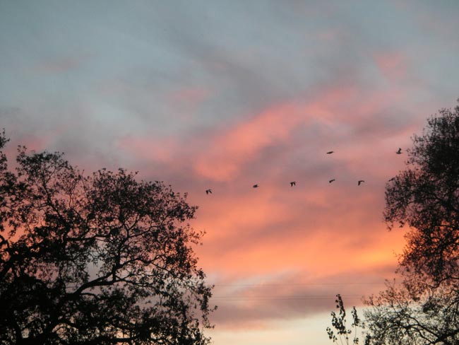 sunset, with geese
